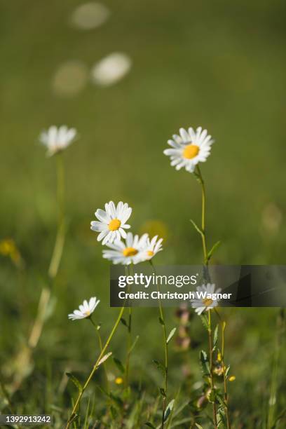 frühling - gänseblümchen - gänseblümchen stock pictures, royalty-free photos & images