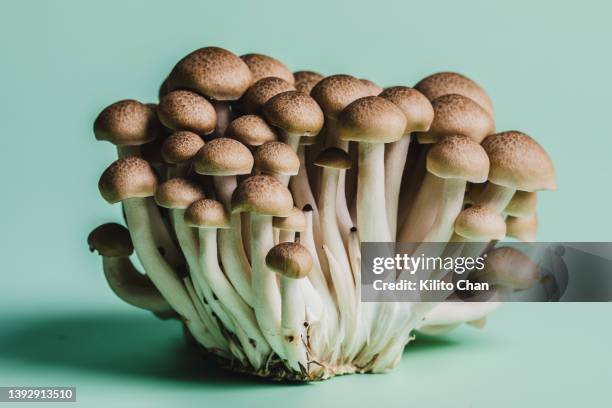shimeji mushroom against green background - champignons stockfoto's en -beelden