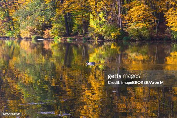 autumn morning at lake thal near graz, styria region, austria - thal austria - fotografias e filmes do acervo