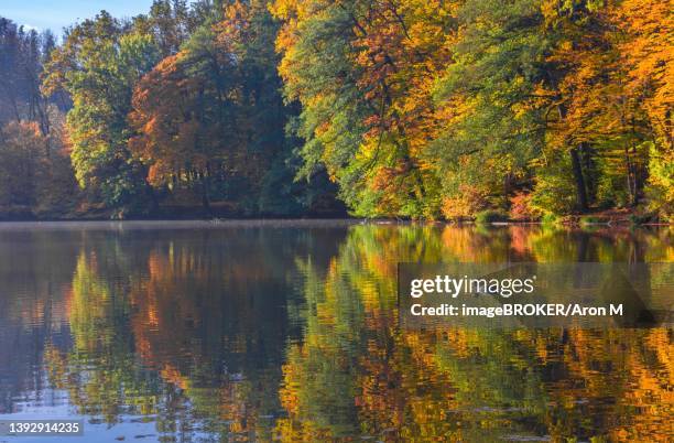 autumn morning at lake thal near graz, styria region, austria - thal austria stock pictures, royalty-free photos & images