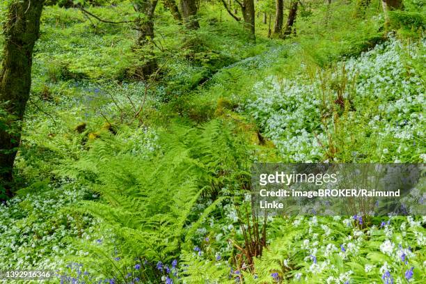 spring forest with bear's garlic and bluebells, armadale, isle of skye, scotland, united kingdom - hebriden inselgruppe stock-fotos und bilder