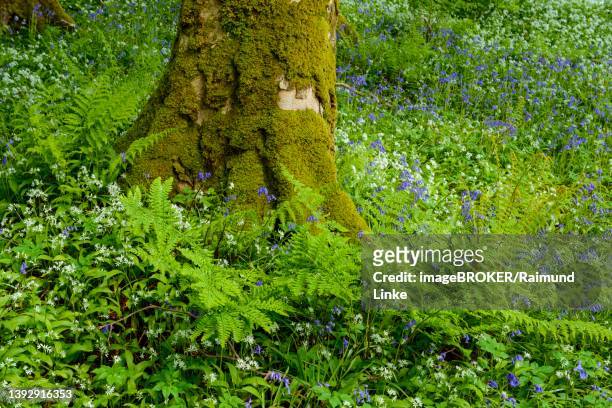 beech trees with bear's garlic and bluebells, armadale, isle of skye, scotland, united kingdom - hebriden inselgruppe stock-fotos und bilder