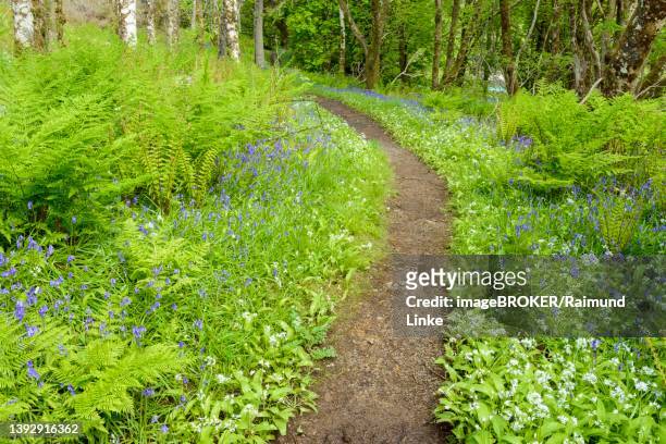 a path in spring forest with bear's garlic and bluebells, armadale, isle of skye, scotland, united kingdom - hebriden inselgruppe stock-fotos und bilder