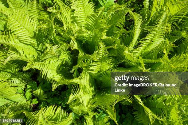 fresh fern plant in spring, isle of skye, scotland, united kingdom - hebriden inselgruppe stock-fotos und bilder