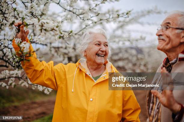 altes paar im frühling - frau mit gelben regenmantel stock-fotos und bilder