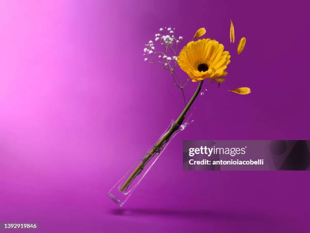 glass vase with a gerbera stem and gypsophila falling over - gerbera daisy ストックフォトと画像