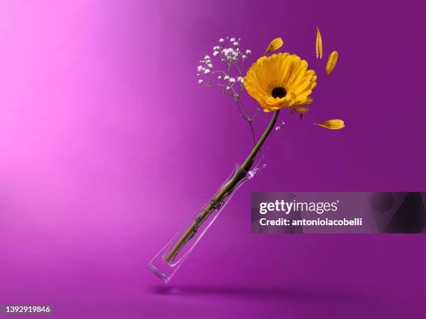 glass vase with a gerbera stem and gypsophila falling over - flower petals falling stock pictures, royalty-free photos & images