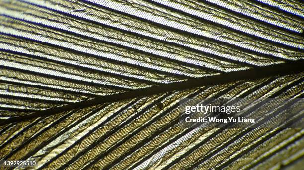 Microscope Birds View 49 Bird Feather Microscope Stock Photos, High-Res Pictures, and Images ...