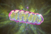 Mitochondria, a membrane-enclosed cellular organelles, which produce energy