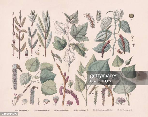 bildbanksillustrationer, clip art samt tecknat material och ikoner med deciduous trees and magnoliid, hand-colored wood engraving, published in 1887 - peppar