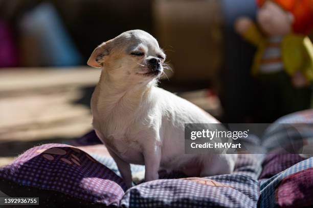 süßes weißes chihuahua-sonnenbaden auf decke im freien am sonnigen frühlingstag - chihuahua stock-fotos und bilder