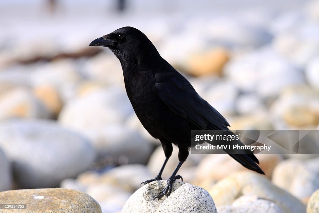 Crow on stone at beach