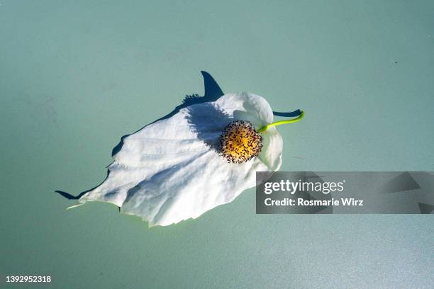 davidia invlucarata single white flower on blue background - bergamo fotografías e imágenes de stock