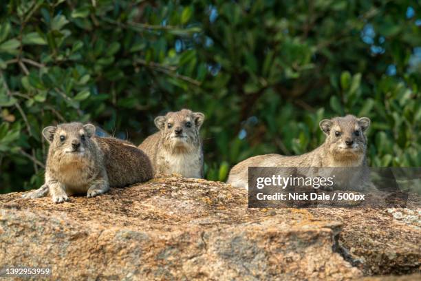 three rock hyrax on rock by trees - tree hyrax stock pictures, royalty-free photos & images