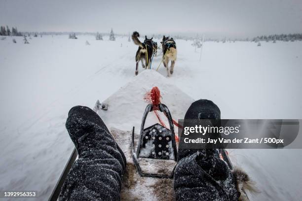 low section view of man with sled dogs on snow covered field - chien de traineau photos et images de collection