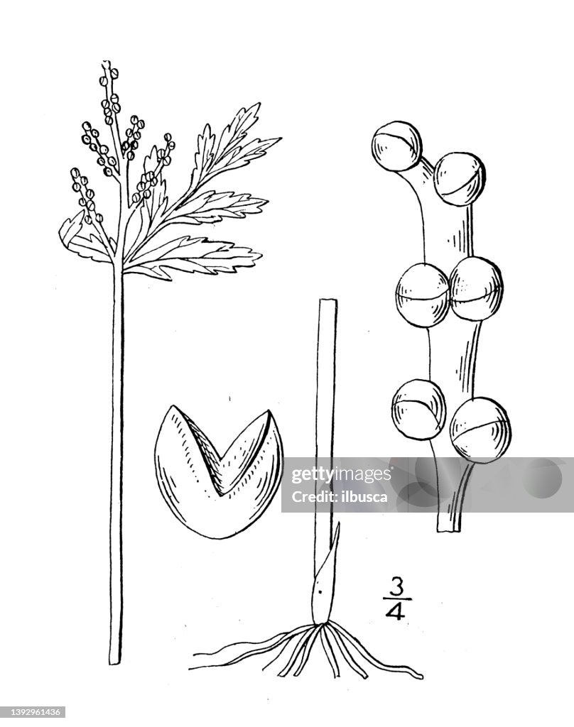 Antique botany plant illustration: Botrychium lanceolatum, Lance-leaved Grape-fern