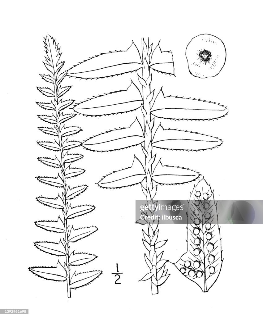 Antique botany plant illustration: Dryopteris acrostichoides, Christmas Fern