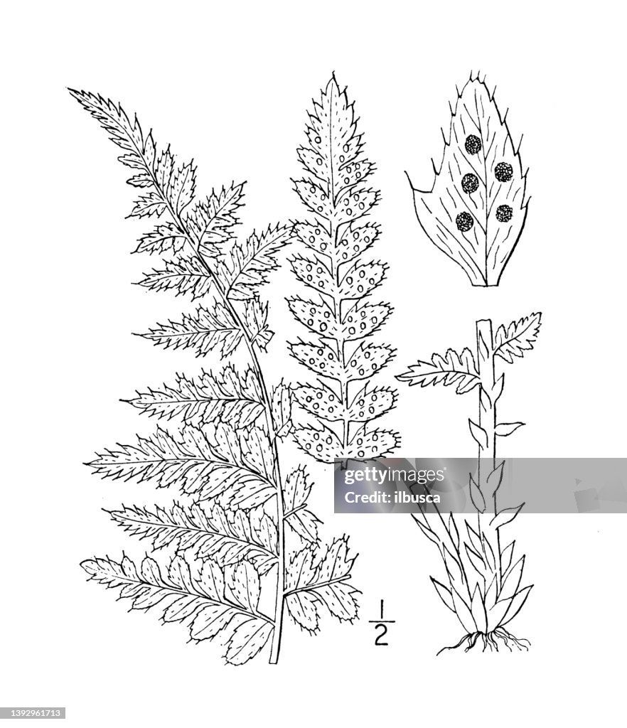 Antique botany plant illustration: Dryopteris Braunii, Braun's Holly Fern