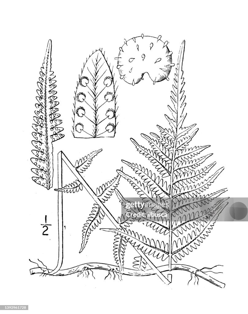 Antique botany plant illustration: Dryopteris Noveboracensis, New York Fern