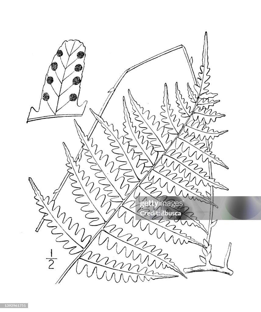 Antique botany plant illustration: Dryopteris Simulata, Massachusetts Shield fern