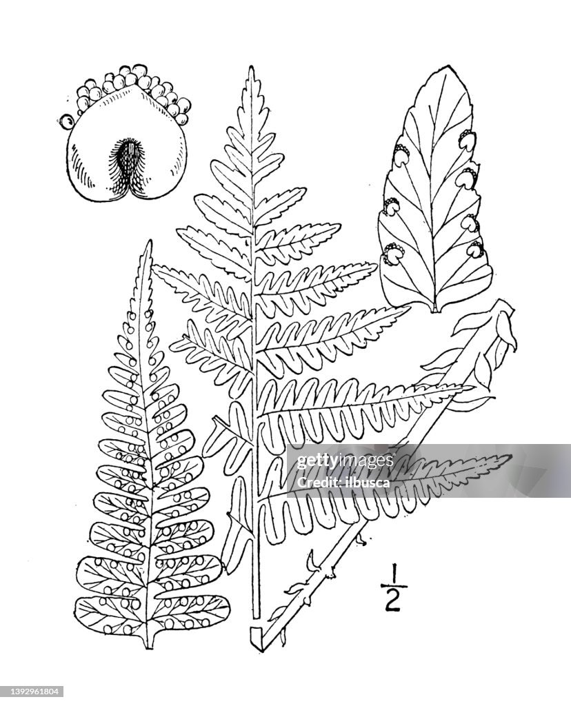 Antique botany plant illustration: Dryopteris Marginalis, Evergreen Wood fern