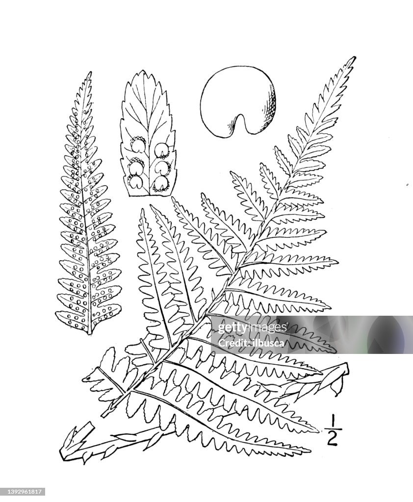 Antique botany plant illustration: Dryopteris Filix-mas, Male fern