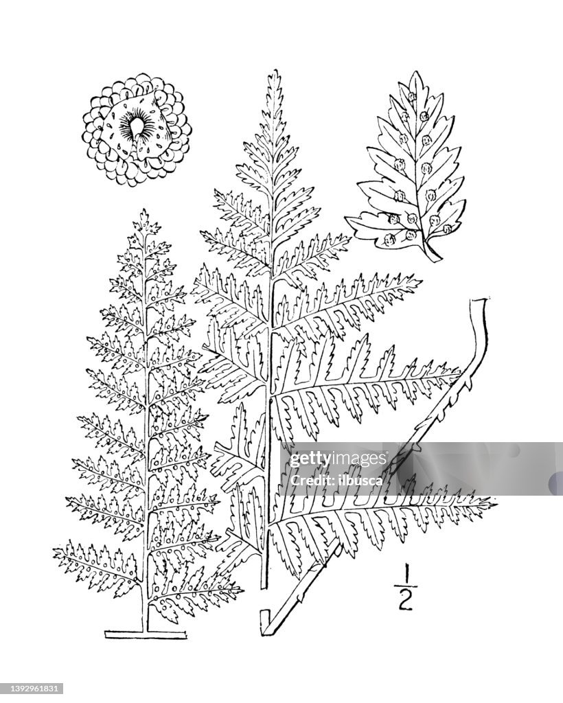Antique botany plant illustration: Dryopteris spinulosa, Spinulose shield fern