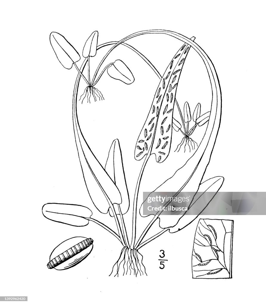 Antique botany plant illustration: Camptosorus rhizophyllus, Walking fern