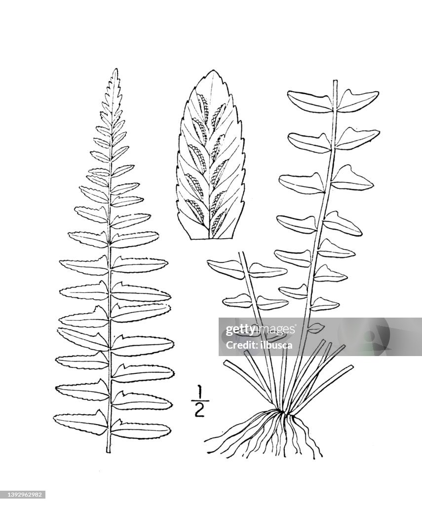 Antique botany plant illustration: Asplenium platyneuron, Ebony spleenwort