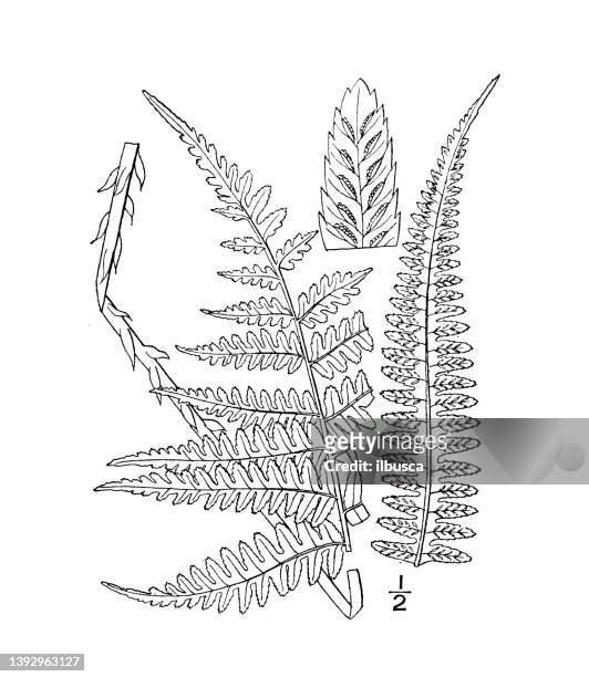 antique botany plant illustration: asplenium acrostichoides, silvery spleenwort - silver fern stock illustrations