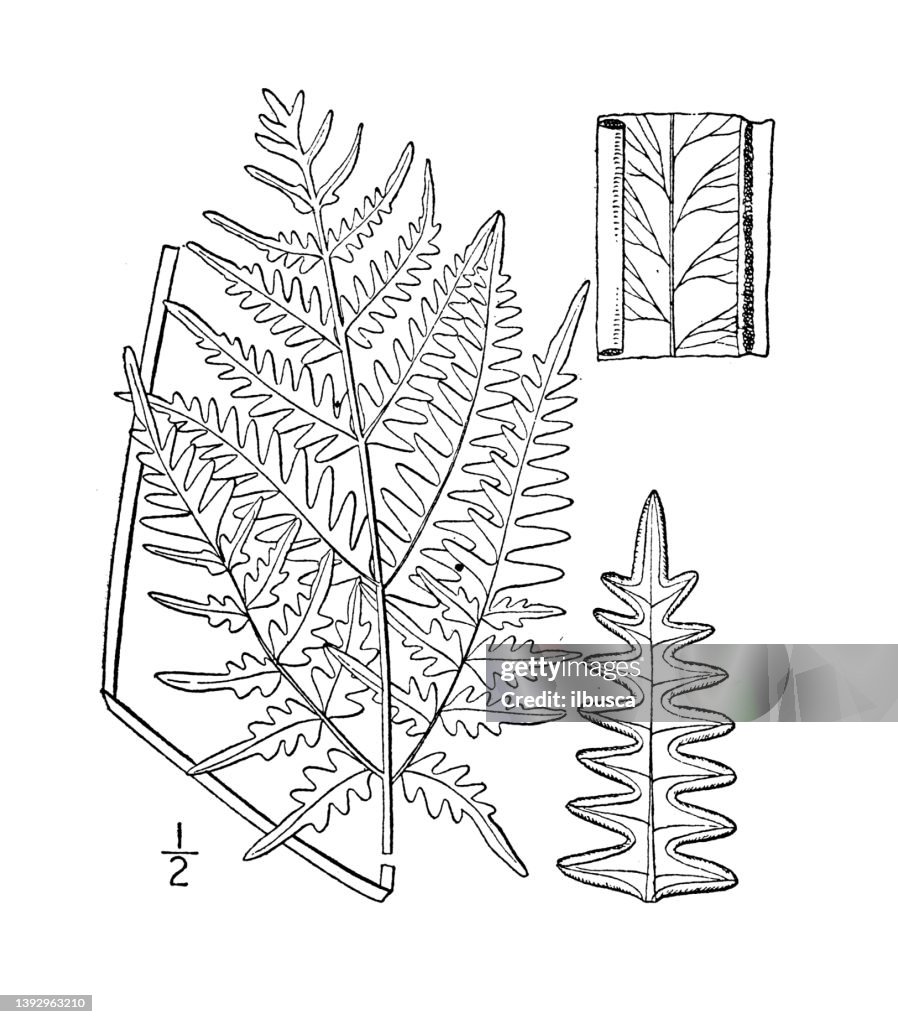 Antique botany plant illustration: Pteris aquilina, Brake, Bracken