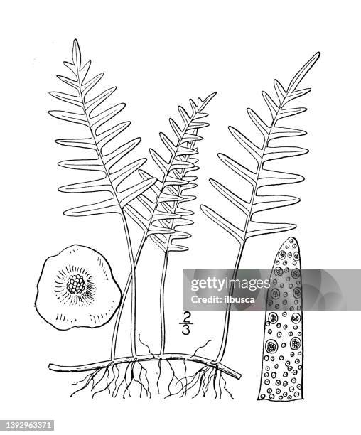 antique botany plant illustration: polypodium polypodioides, gray polypody - polypodiaceae stock illustrations