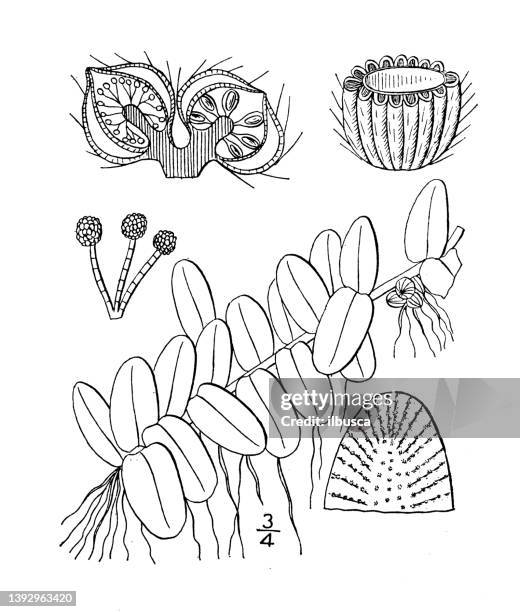 antique botany plant illustration: salvinia natans, salvinia - salvinia stock illustrations