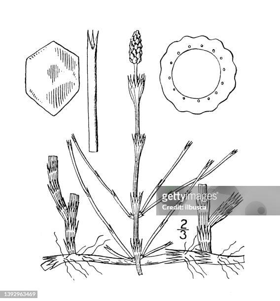 antique botany plant illustration: equisetum littorale, shore horsetail - litorale stock illustrations