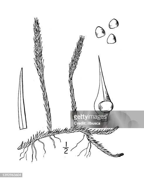 ilustrações de stock, clip art, desenhos animados e ícones de antique botany plant illustration: lycopodium inundatum, bog club moss - lamaçal
