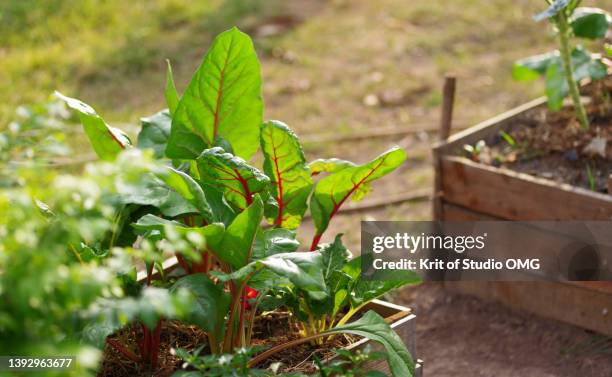 swiss chard growing in the vegetable bed - blette photos et images de collection