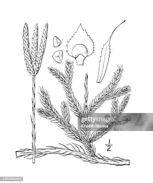 antique botany plant illustration: lycopodium clavatum, running pine - lycopodiaceae stock illustrations