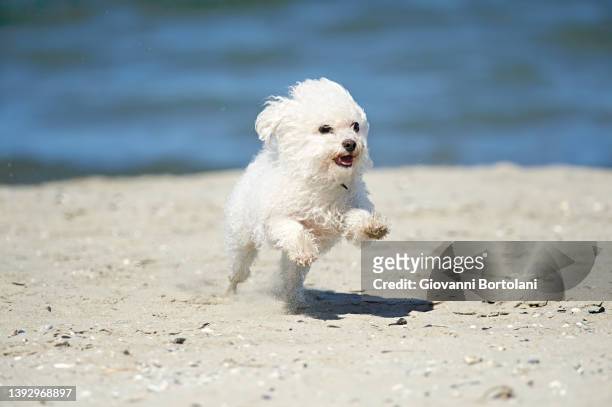 little dog runs on the beach in summer - bichon frise stock pictures, royalty-free photos & images