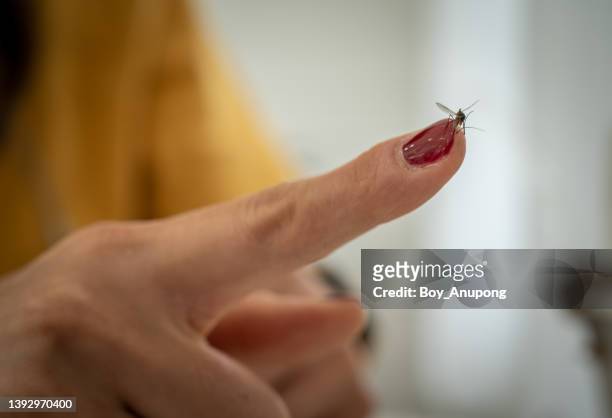 mosquito sucking human blood from finger. - mosquito bite stock-fotos und bilder