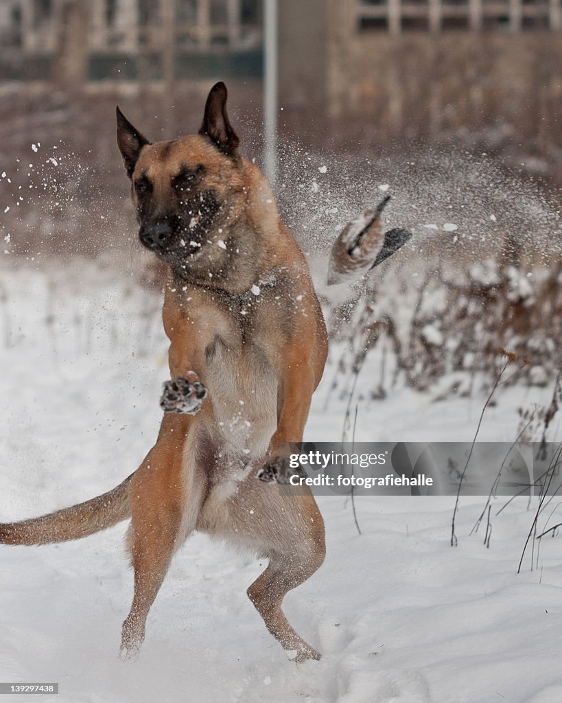 Malinois in winter