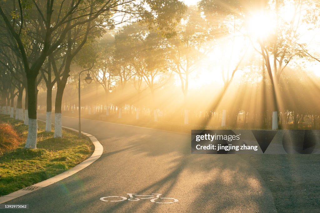Early morning sun shines on curvy asphalt road through dense woods