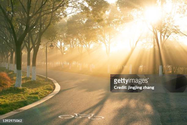 early morning sun shines on curvy asphalt road through dense woods - forest morning sunlight stockfoto's en -beelden