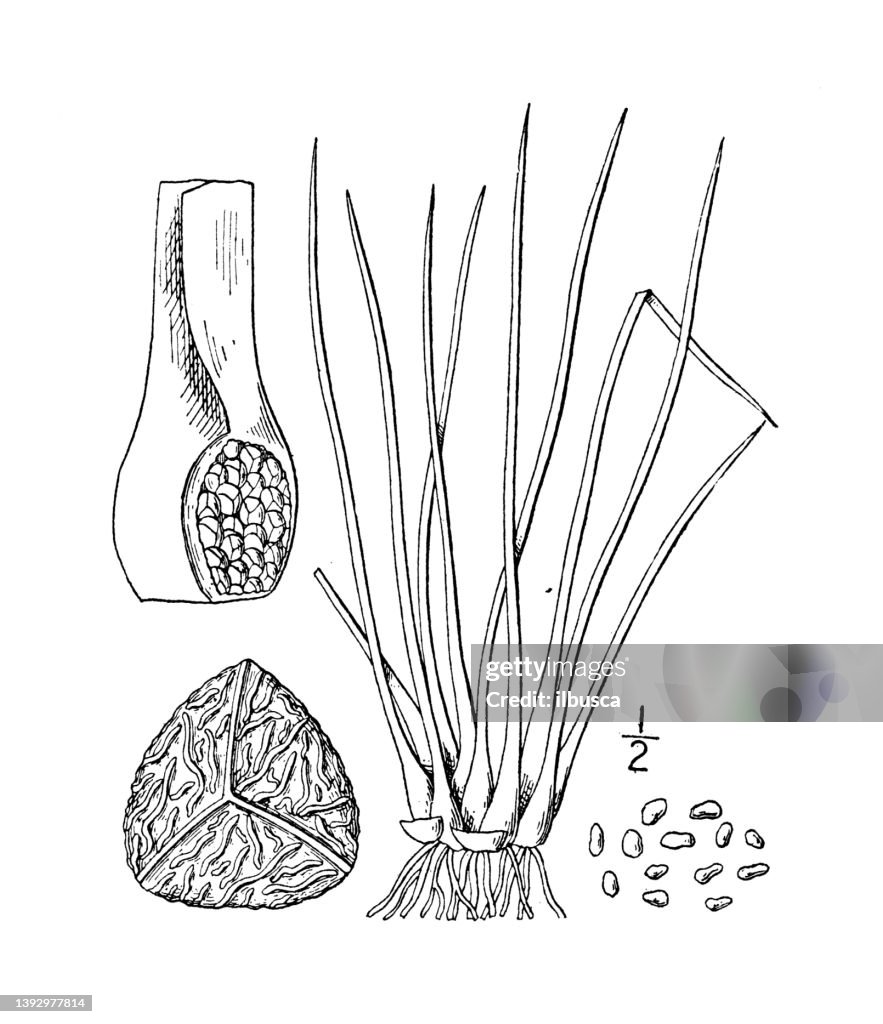 Antique botany plant illustration: Isoetes lacustris, Lake Quillwort