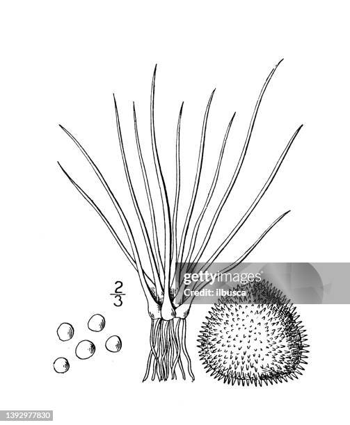 antique botany plant illustration: isoetes echinospora braunii, braun's quillwort - braun stock illustrations