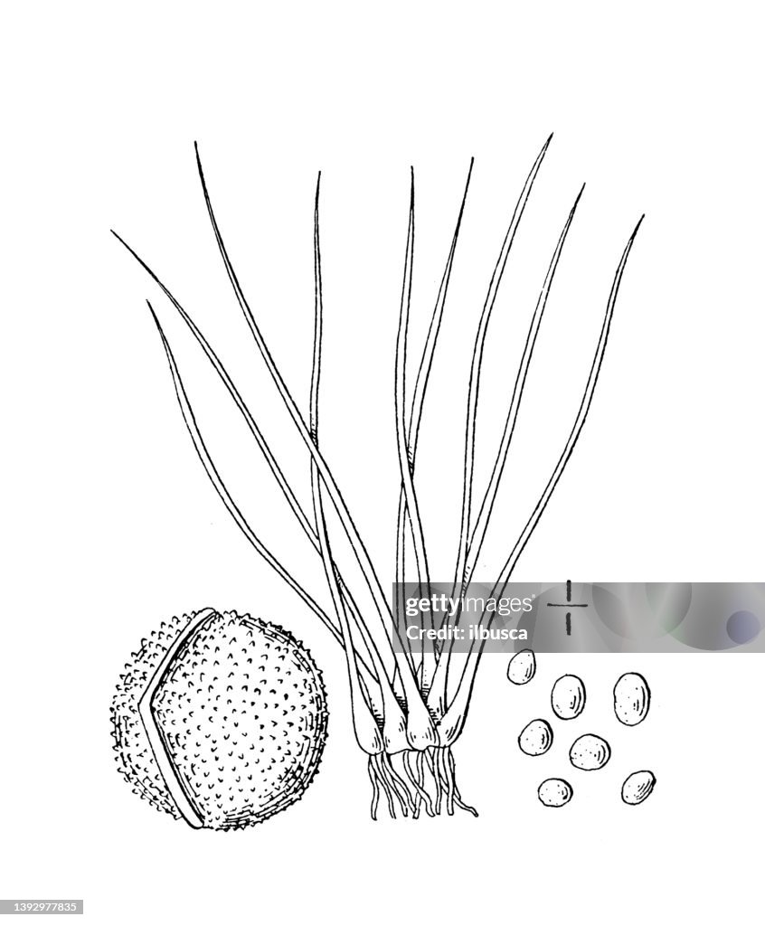 Antique botany plant illustration: Isoetes saccharata, Sugary Quillwort
