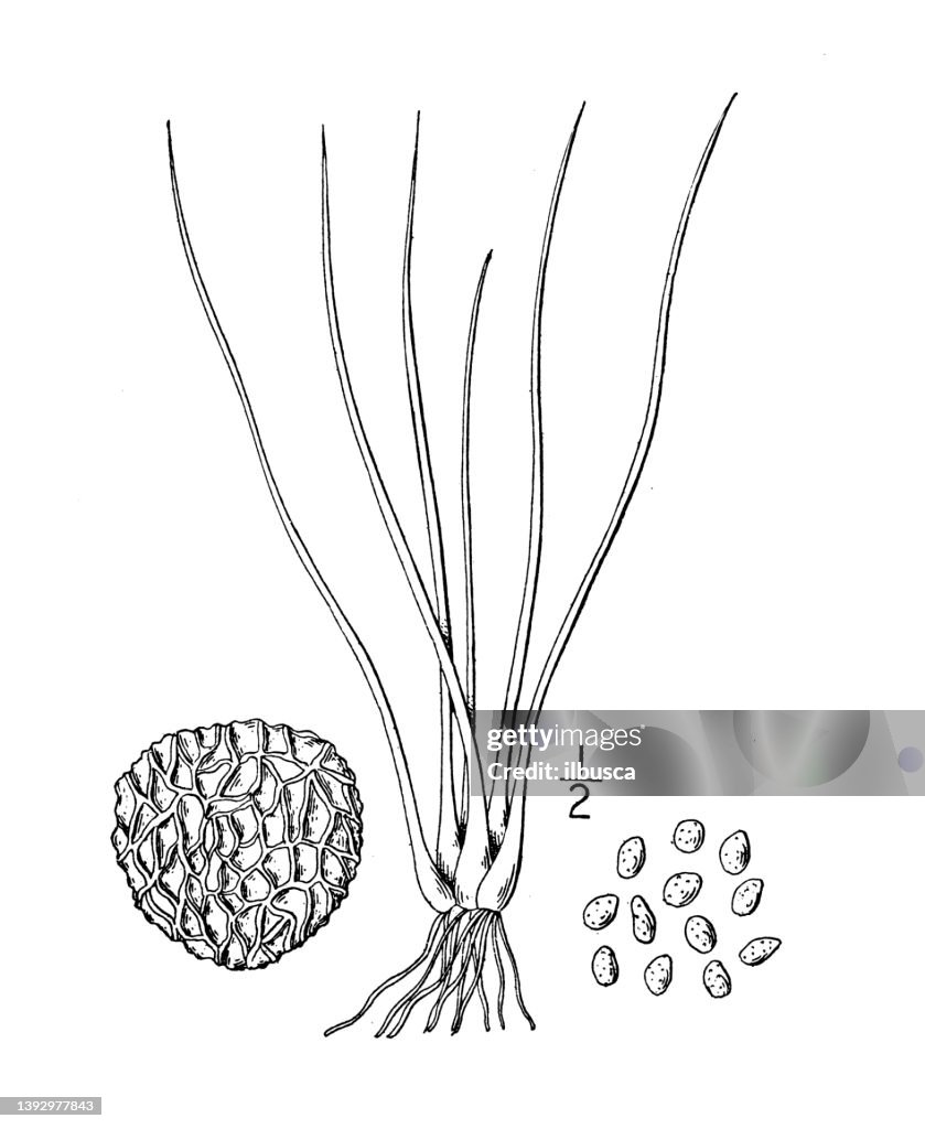 Antique botany plant illustration: Isoetes riparia, River bank quillwort