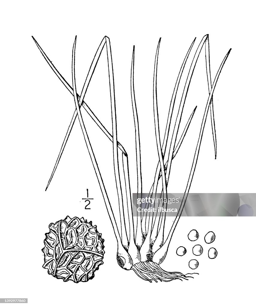 Antique botany plant illustration: Isoetes Engelmanni, Engelmann's quillwort