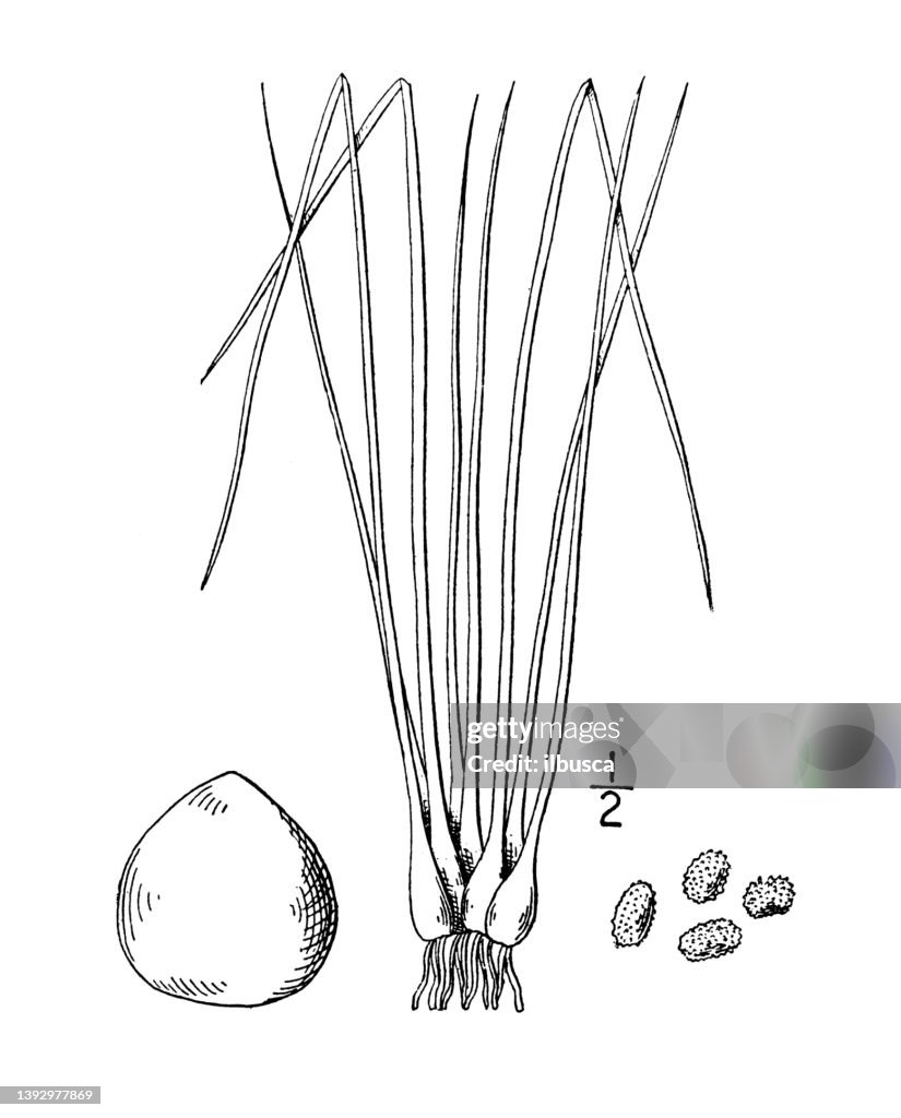 Antique botany plant illustration: Isoetes melanopoda, Black based quillwort