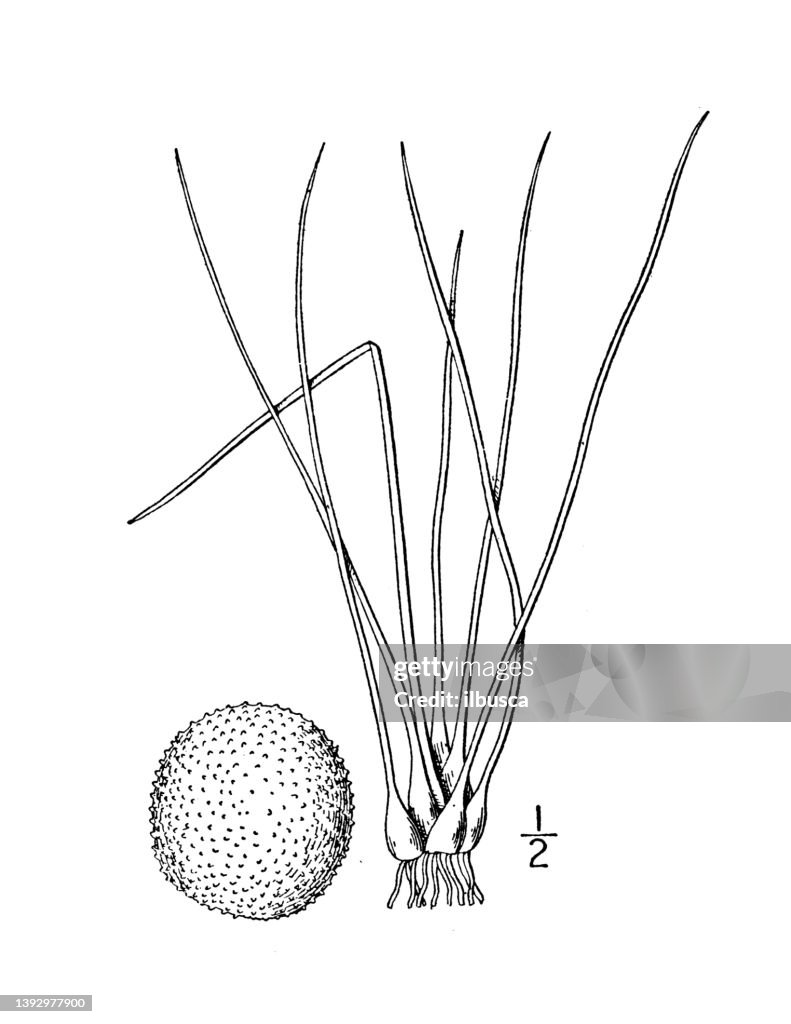 Antique botany plant illustration: Isoetes Butleri, Butler's quillwort