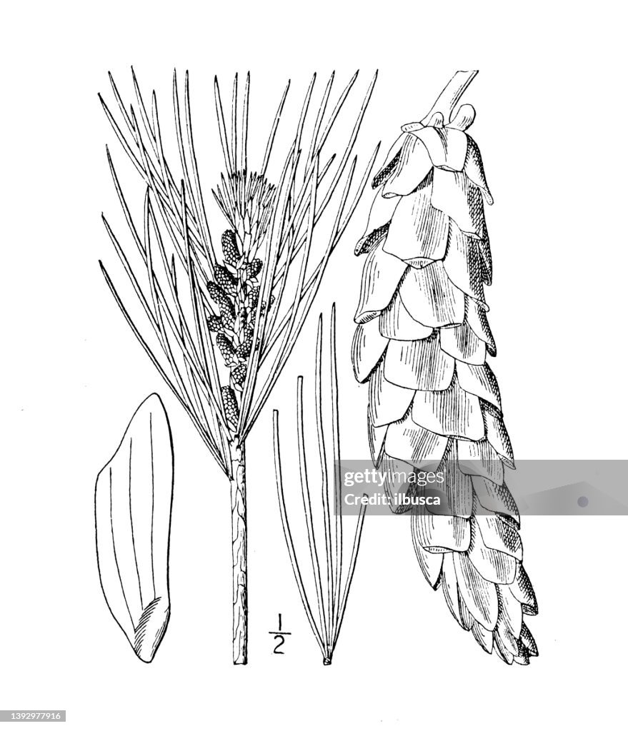 Antique botany plant illustration: Pinus strobus, White pine